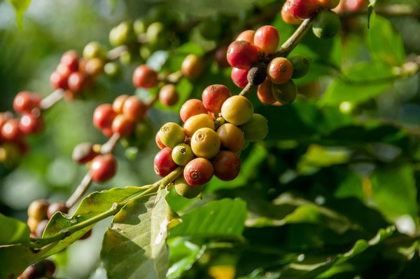 Comment planifier une visite des plantations de café en Colombie ?